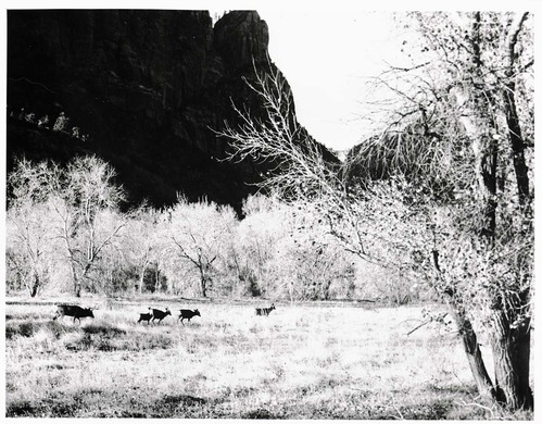 BW Photos of the Temple of Sinawava. Herd of deer crossing meadow.