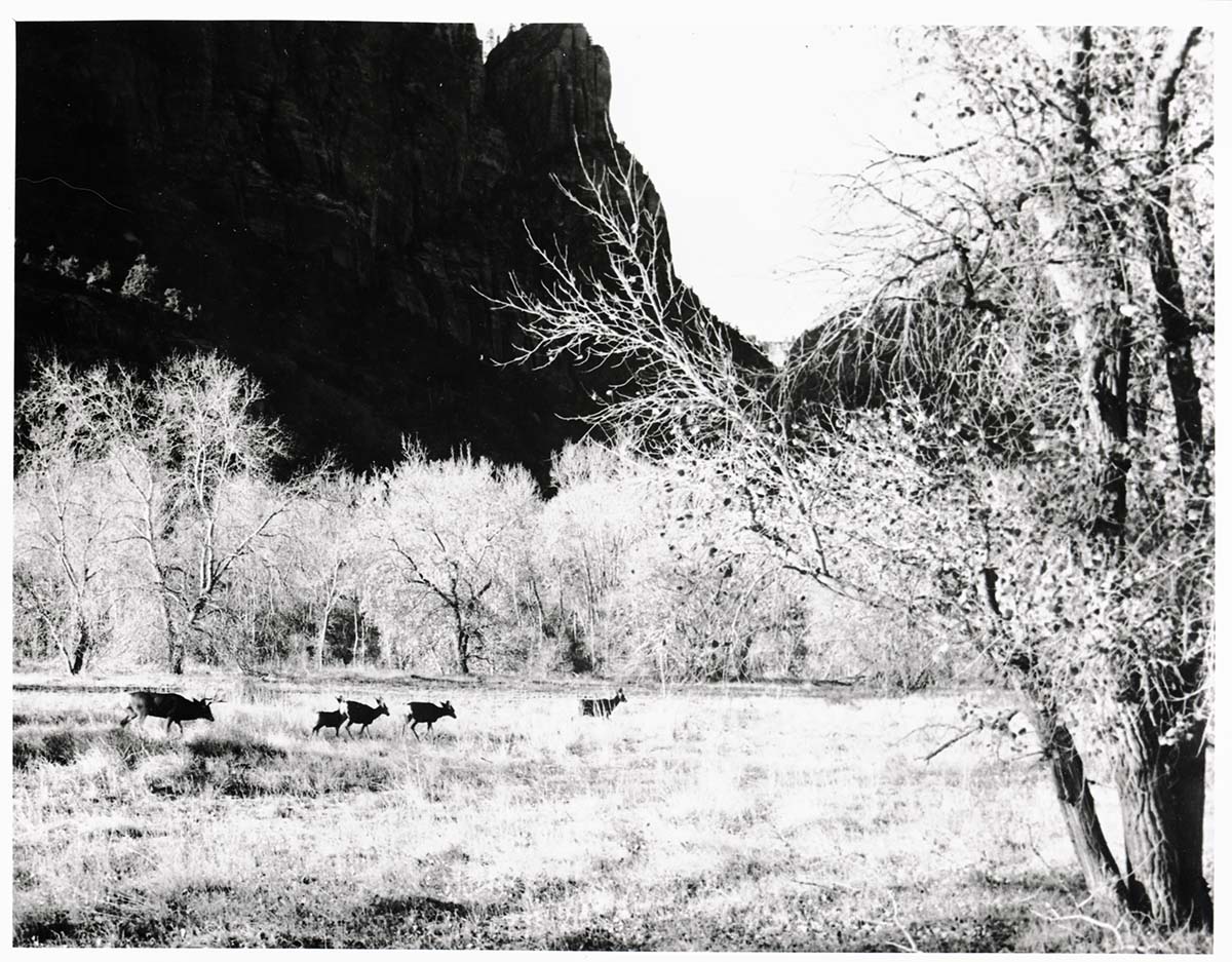 BW Photos of the Temple of Sinawava. Herd of deer crossing meadow.