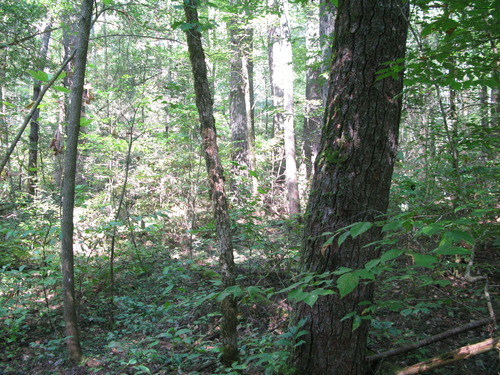 GRSM Accuracy Assessment. Plot Code: GRSM_AA_0512_6