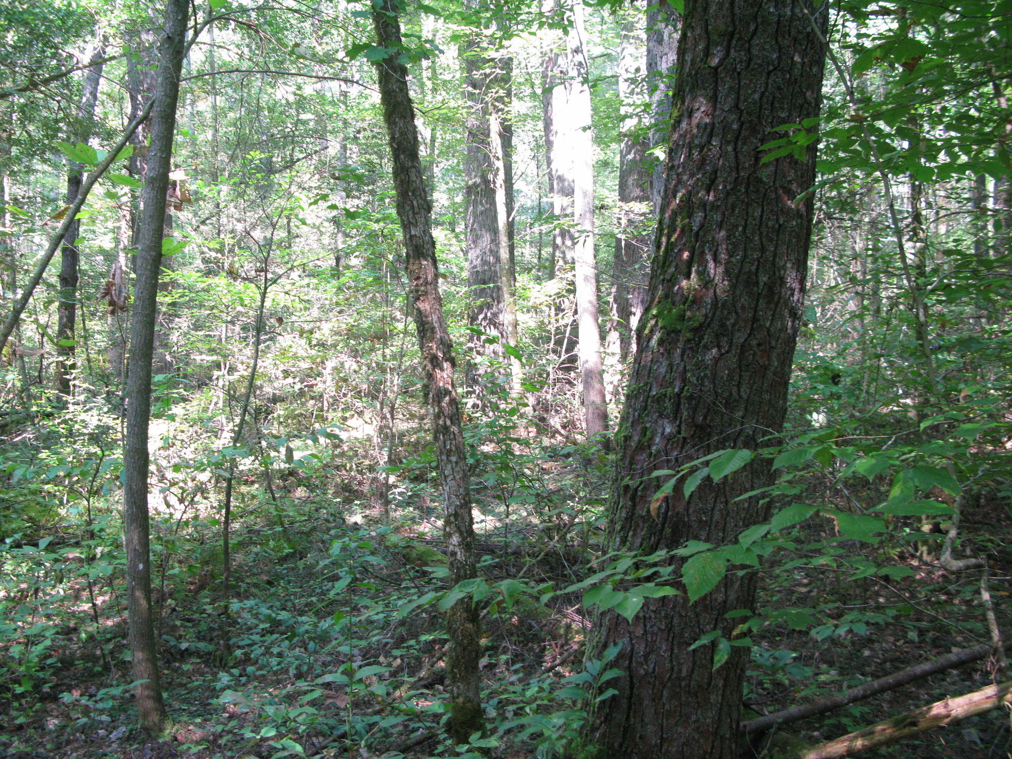 GRSM Accuracy Assessment. Plot Code: GRSM_AA_0512_6