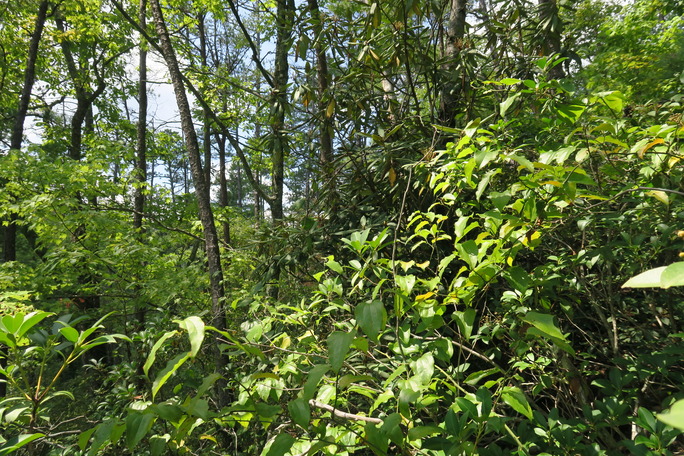 GRSM Accuracy Assessment. Plot Code: GRSM_AA_0732_5