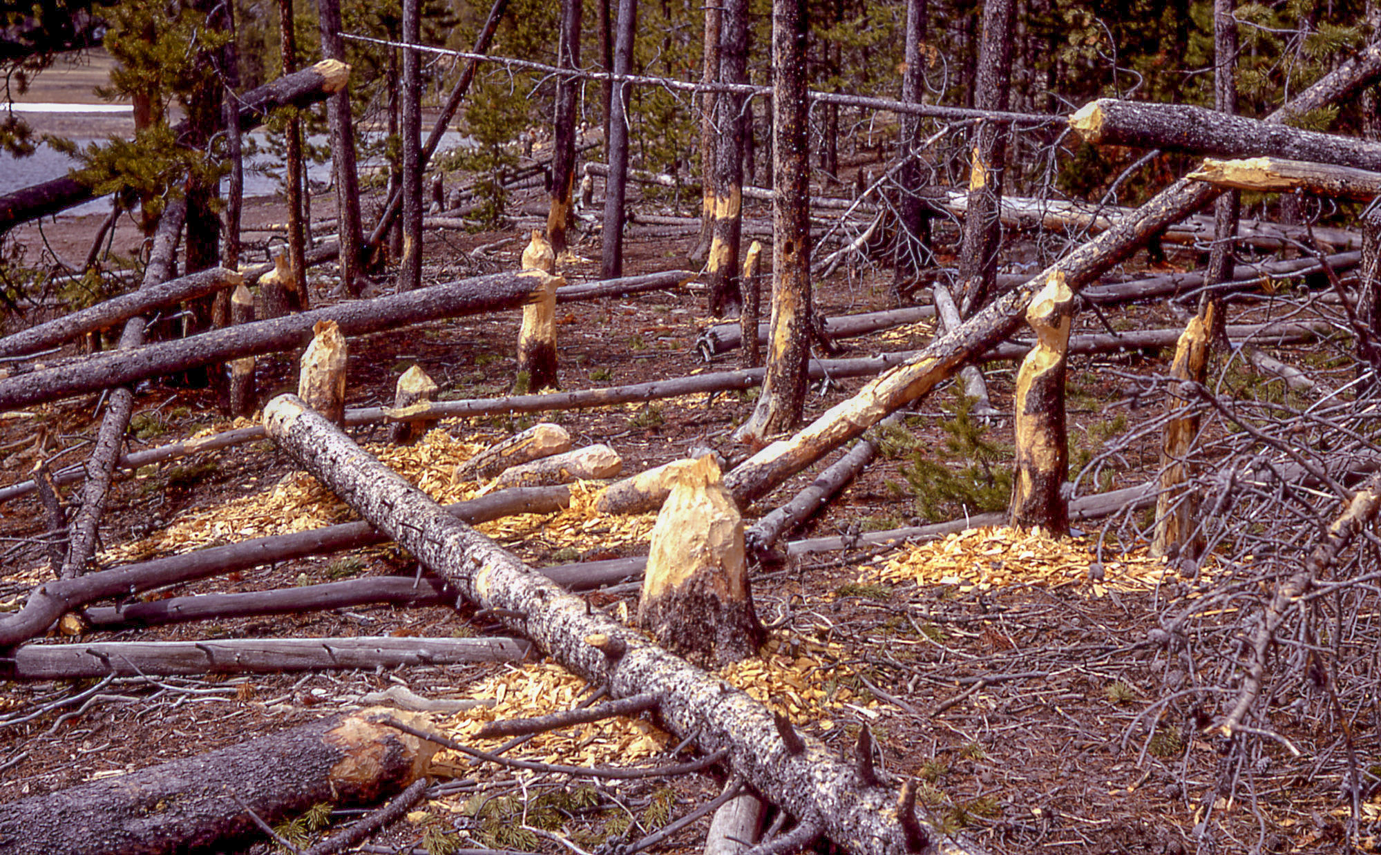 Many stumps of trees stand among the fallen timber.