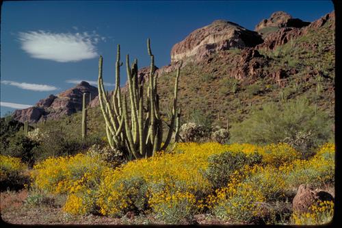 Organ Pipe and Other Cacti at Organ Pipe National Monument, Arizona