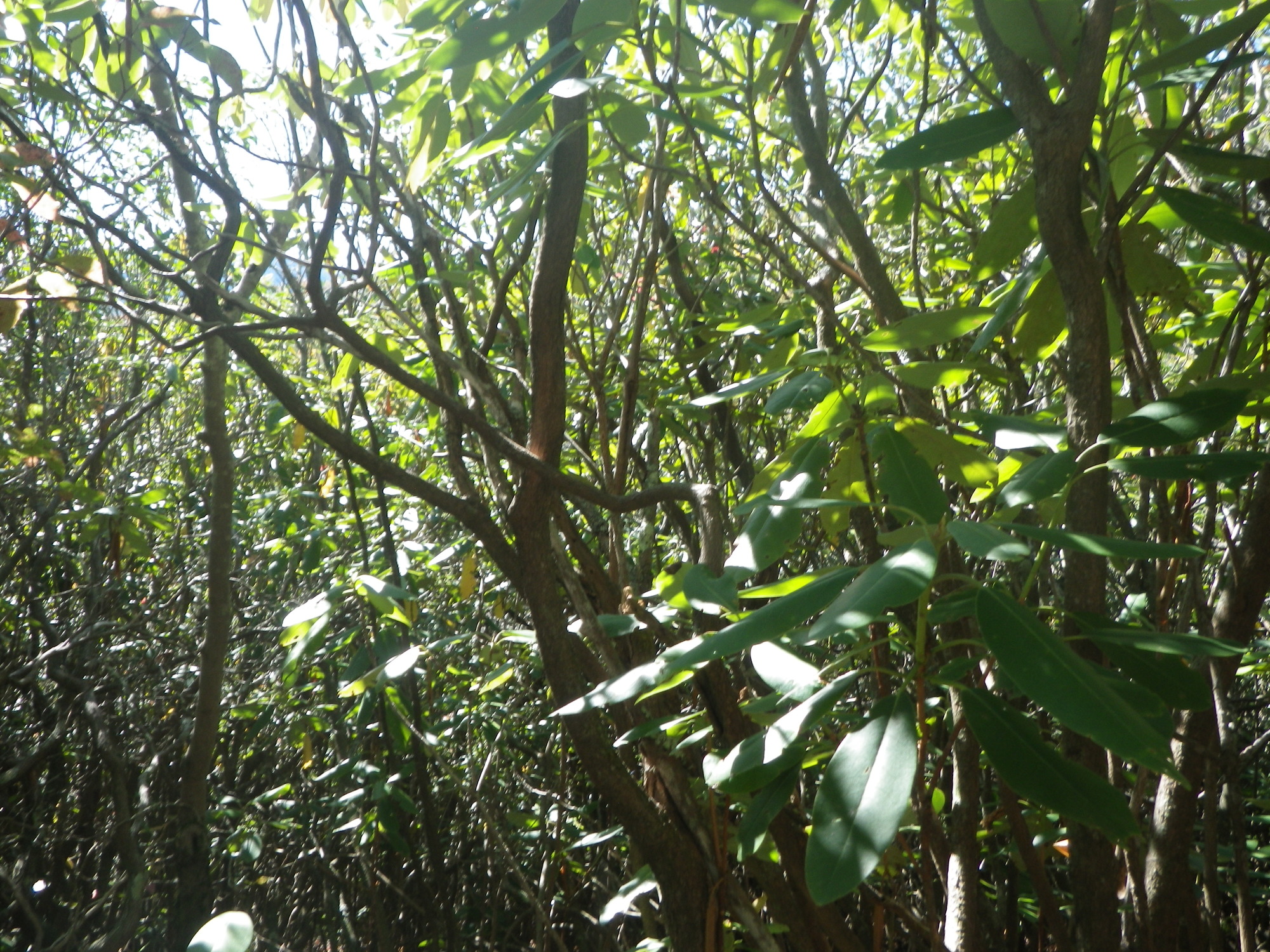 GRSM Accuracy Assessment. Plot Code: GRSM_AA_0318_4