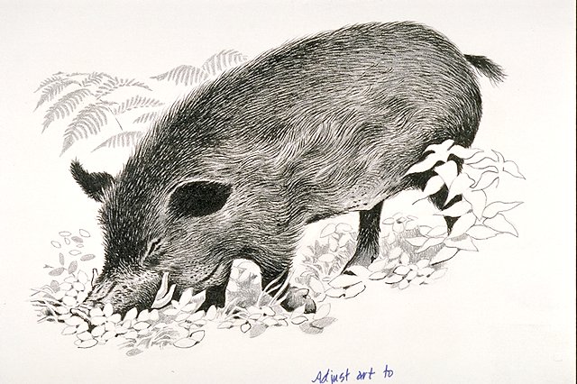 a feral pig