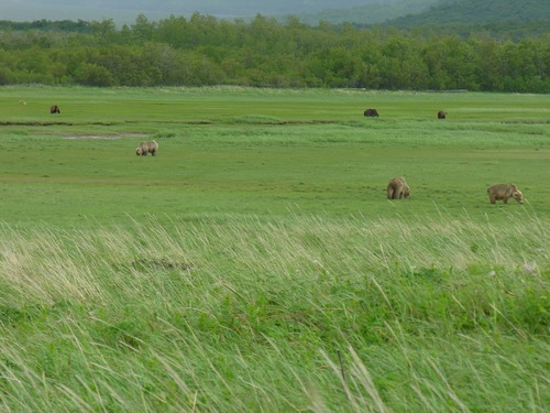 bears standing and grazing in green meadow