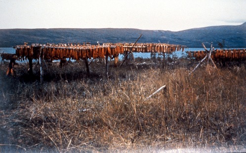 Salmon drying rack at Brooks Camp in the 50's.