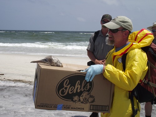 Northern gannet rescued for cleaning on West Ship Island by NPS staff and partners.