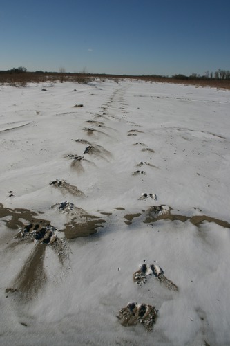 The tracks of a pair of moose in the snow and sand.