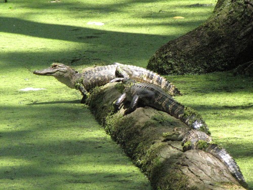 The Cypress Swamp at milepost 122.0 provides one of the best spots along the Parkway to view an alligator.