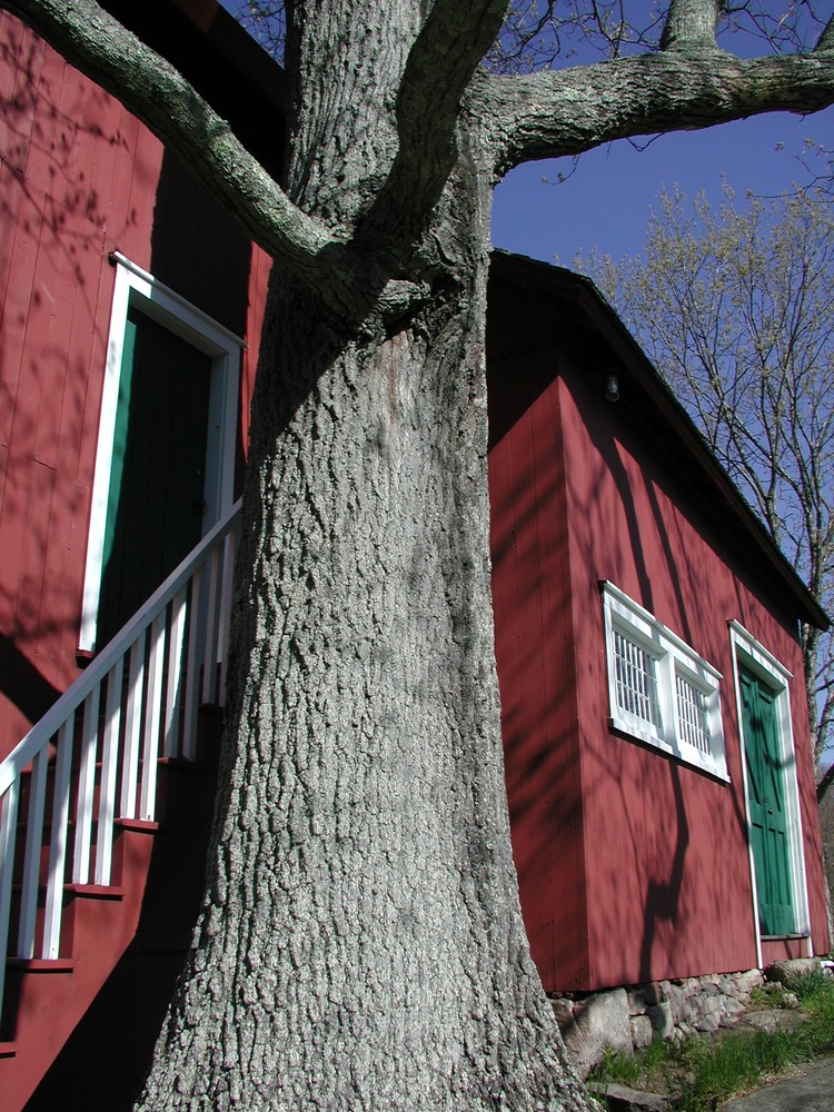 A large tree in front of a red building with a green door and white trim.