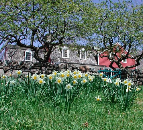 Yellow and white flowers in front of a stone wall and a red house with white trim in the background.