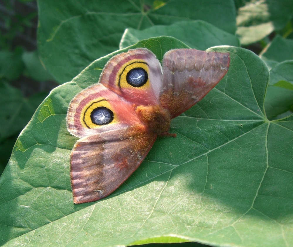 This female io moth is one of many moths and butterflies that can be found along the Natchez Trace Parkway.