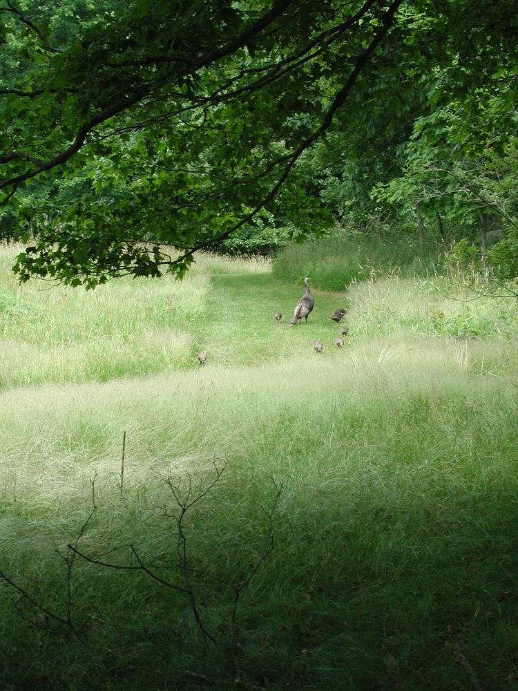 A turkey and several poults walk along a moved grass path on a sunny day.