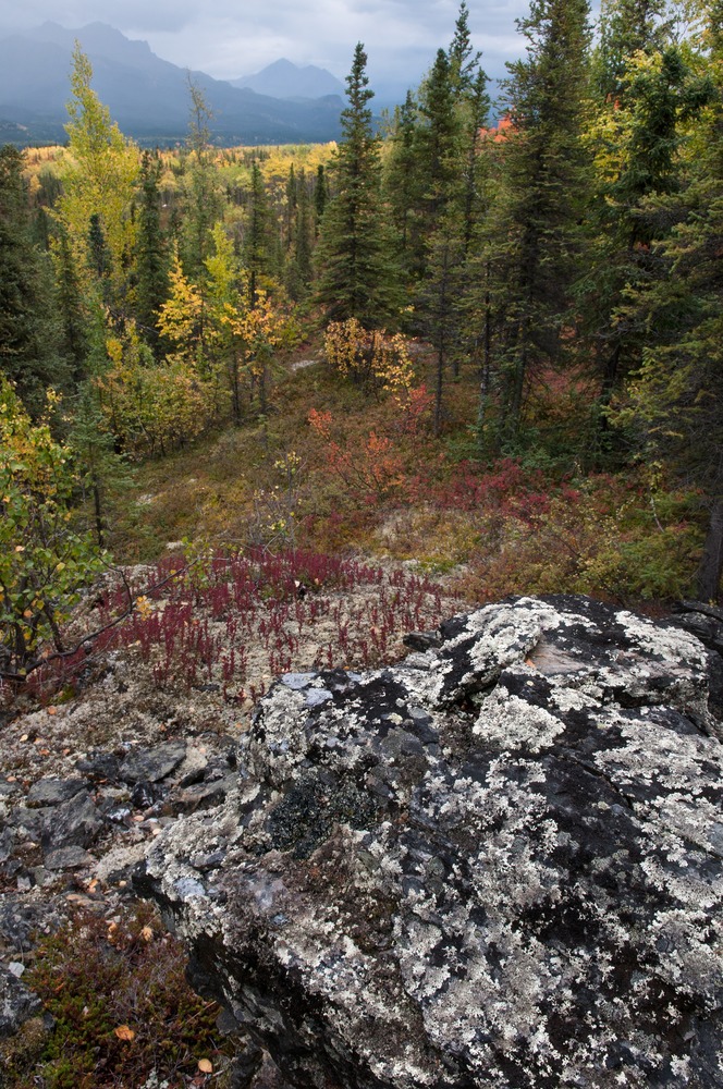 a forest of dark green spruce trees and deciduous trees showing orange, yellow and red colors, with rain-swept mountains in the distance