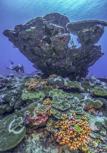 Giant Coral Head