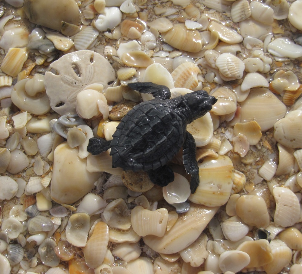 sea turtle hatchling