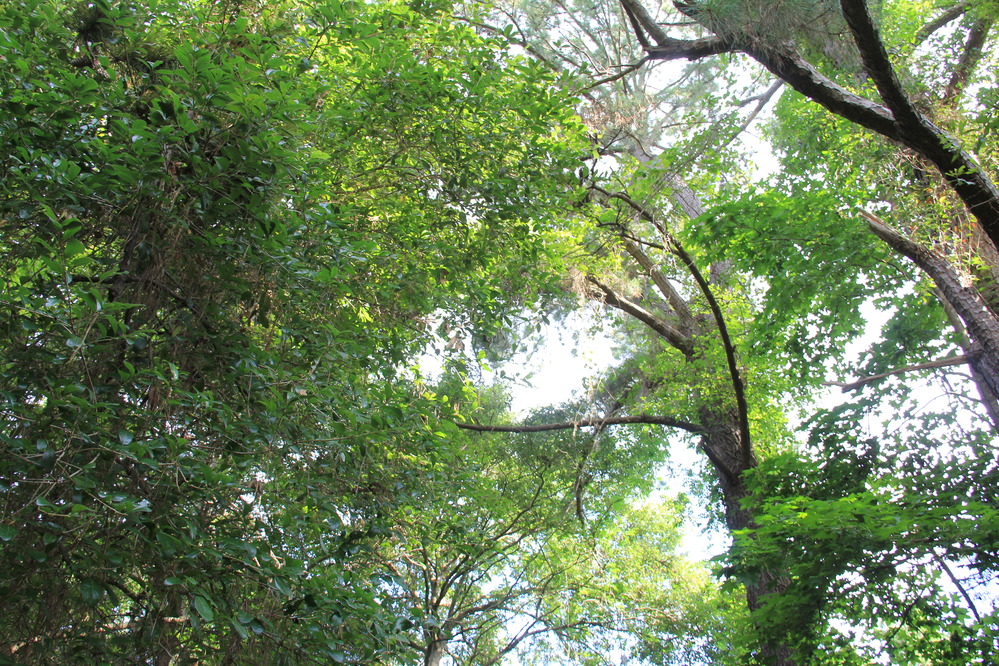 tree canopy