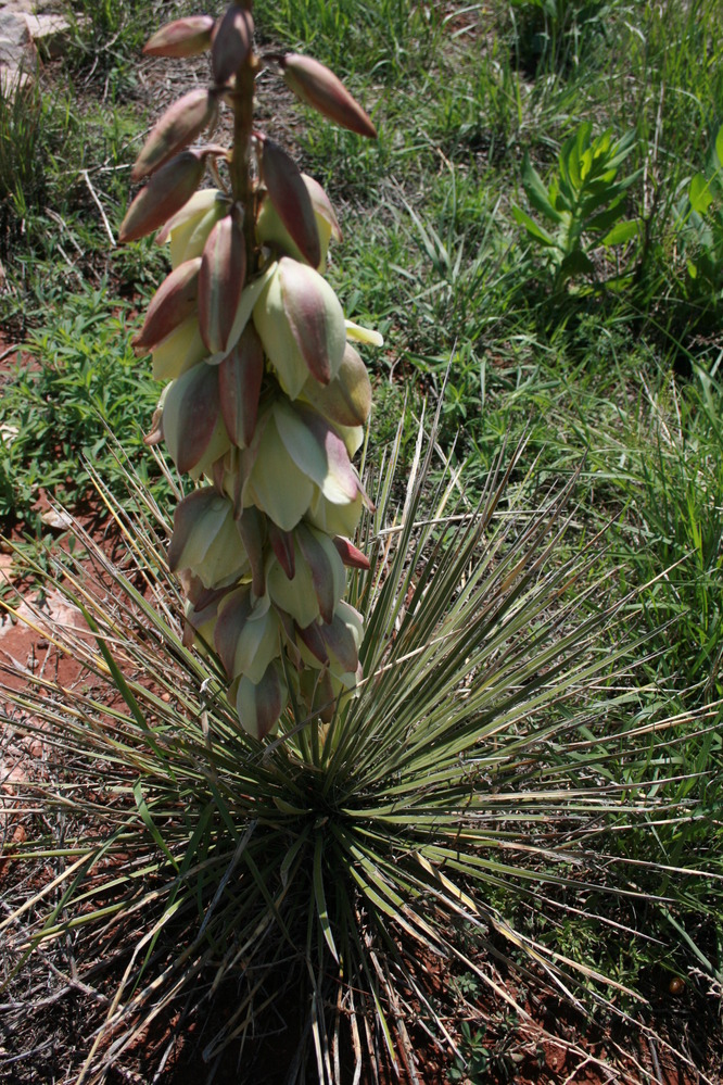 A wide clump of dagger-like leaves subtends the flowering stalk of the yucca.