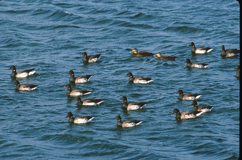 Brant geese are one of many species of waterfowl that reside in Boston Harbor.