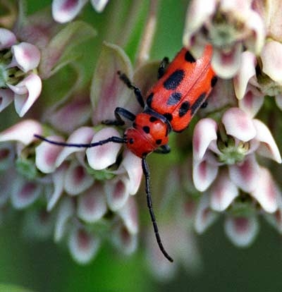 The Milkweed beetle lives symbiotically with Monarch butterflies on milkweed plants.