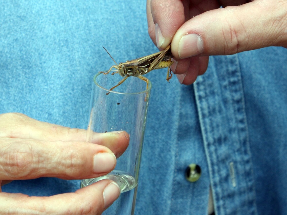 A grasshopper collected at the BioBlitz.