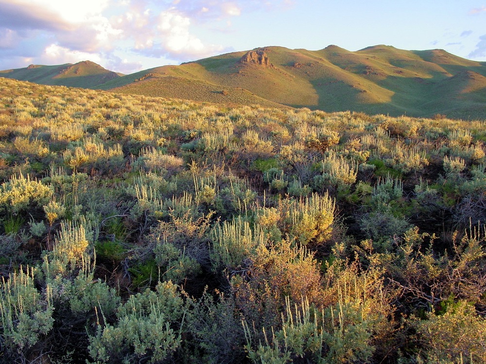 a sagebrush covered slope with green, rolling mountains in the distance at sunrise