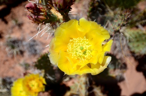 Prickly Pear Cactus