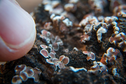 Old-growth soil crust covered in the lichen "blushing scale."