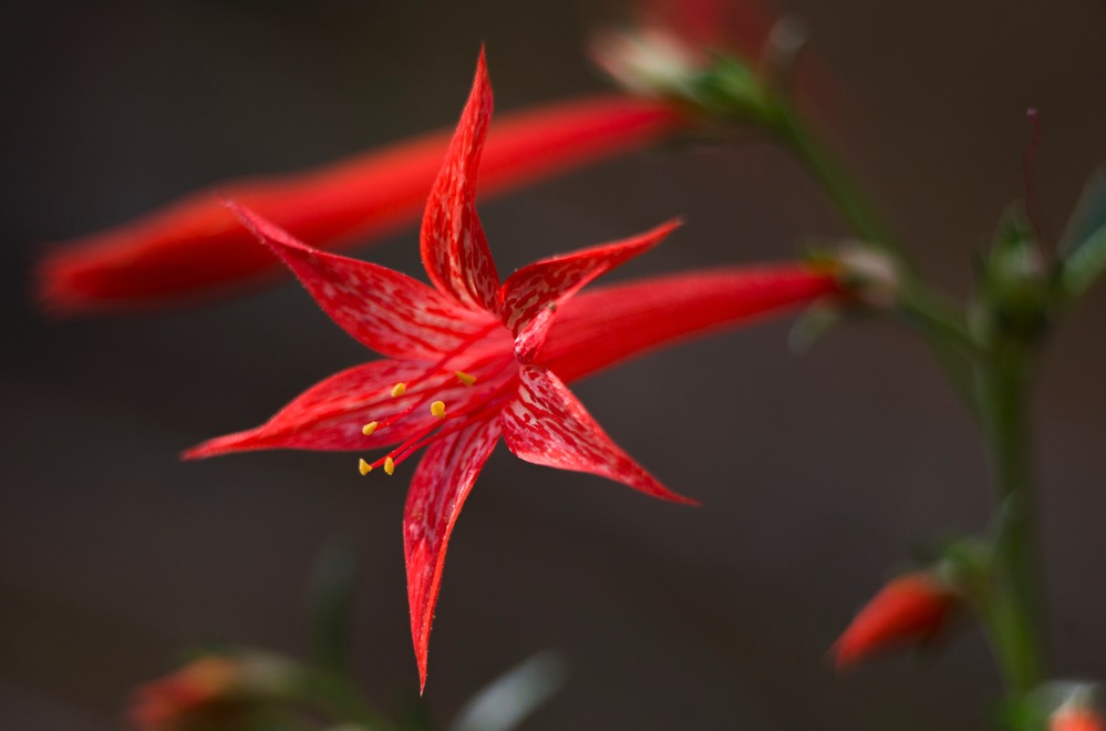 Skyrocket Gilia (Ipomopsis aggregata)