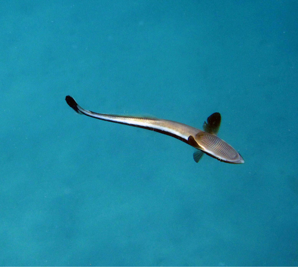 Remora (Remora remoras)