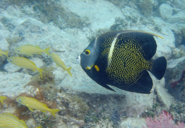 French Angel with Grunts