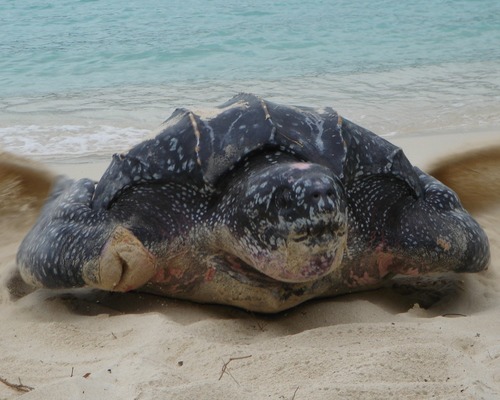 Leatherback sea turtle crawiling on the beach to lay eggs.