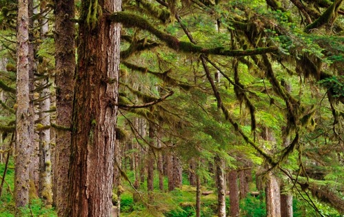 Where there once was ice, there is now lush temperate rainforest.