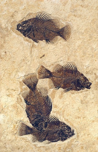 Four of the same dark brown fossil fish on a tan stone.  There is one fish facing left near the top, one facing right near the middle, and one facing right near the bottom with another one facing down and partially on top of this one.