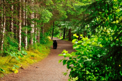Black bear in Bartlett Cove
