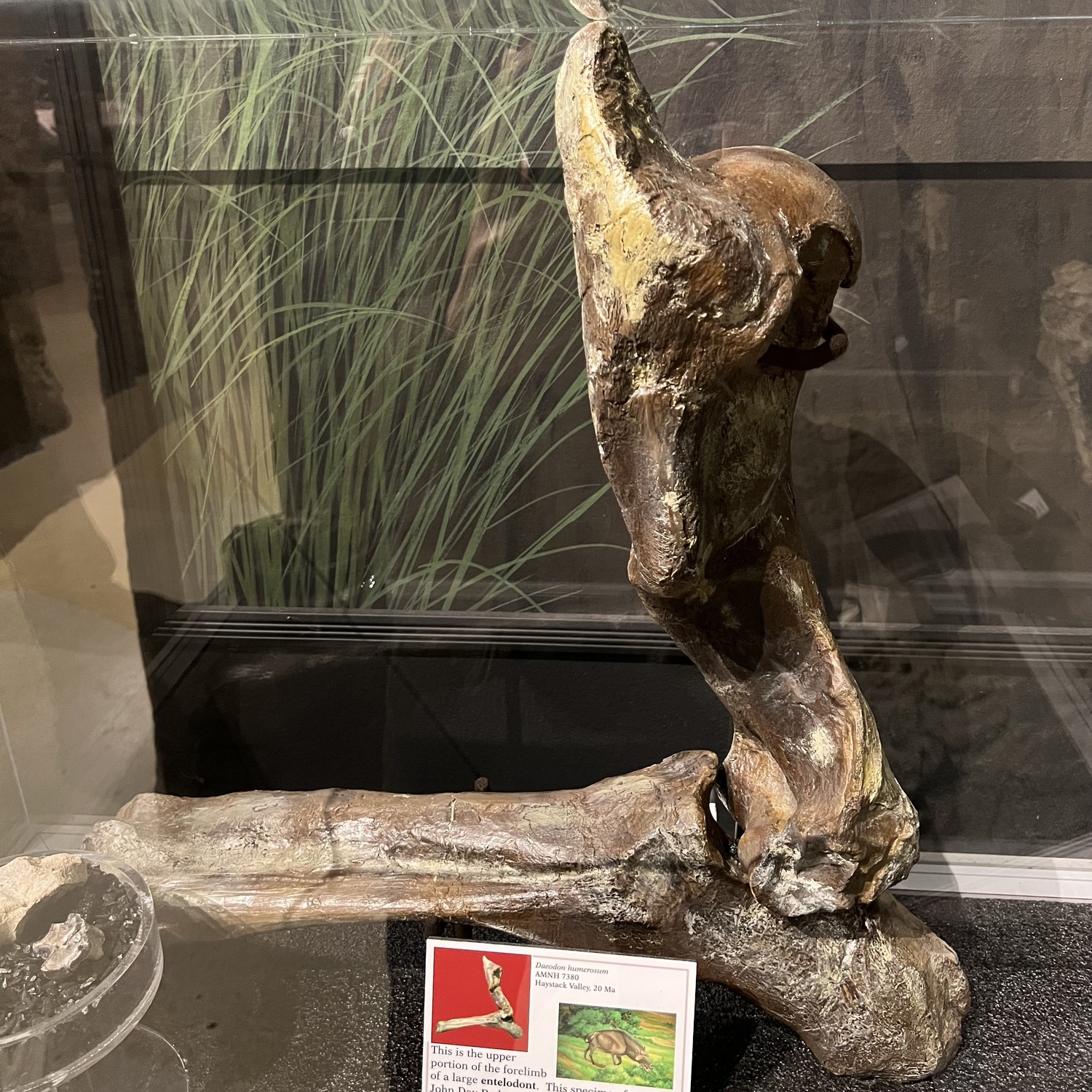 An entelodont forelimb fossil