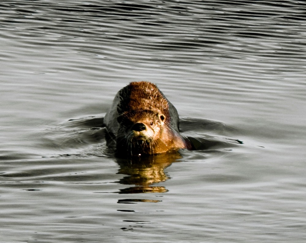 A river otter stands up to it's chest in water.