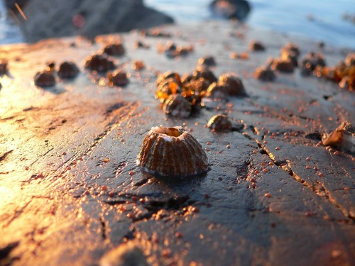 View of barnacles at low tide with sun setting in background.