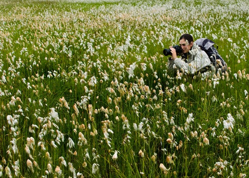 Photographer steadies camera in field of Alaska Cottongrass