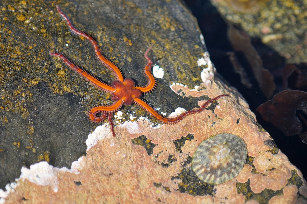 Orange brittle star on a rock.