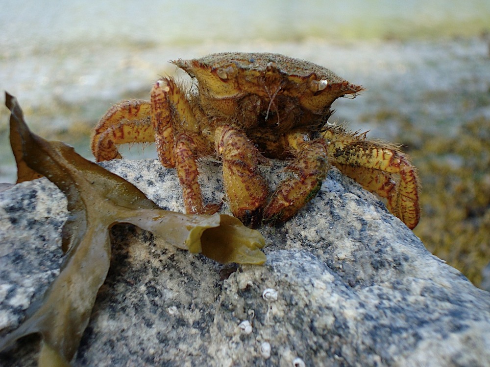 An orange crab sits on a rock next to brown seaweed.