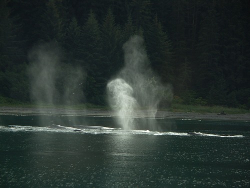 Steam rises from the water as a whale takes a breath. 