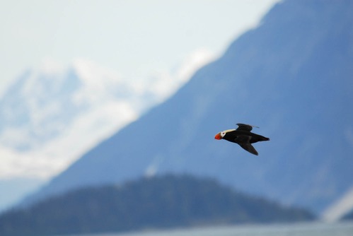 A tufted puffin flying in in front of white-capped mountains.