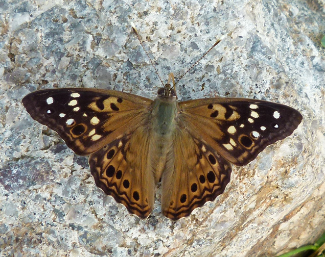 Hackberry Butterfly