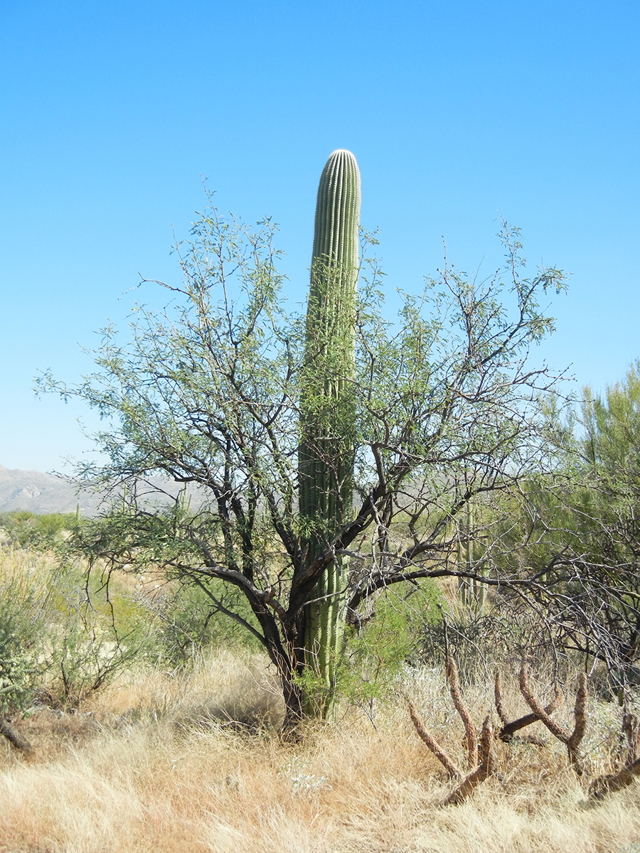 Tall columnar cactus grows directly behind green paloverde nurse tree.