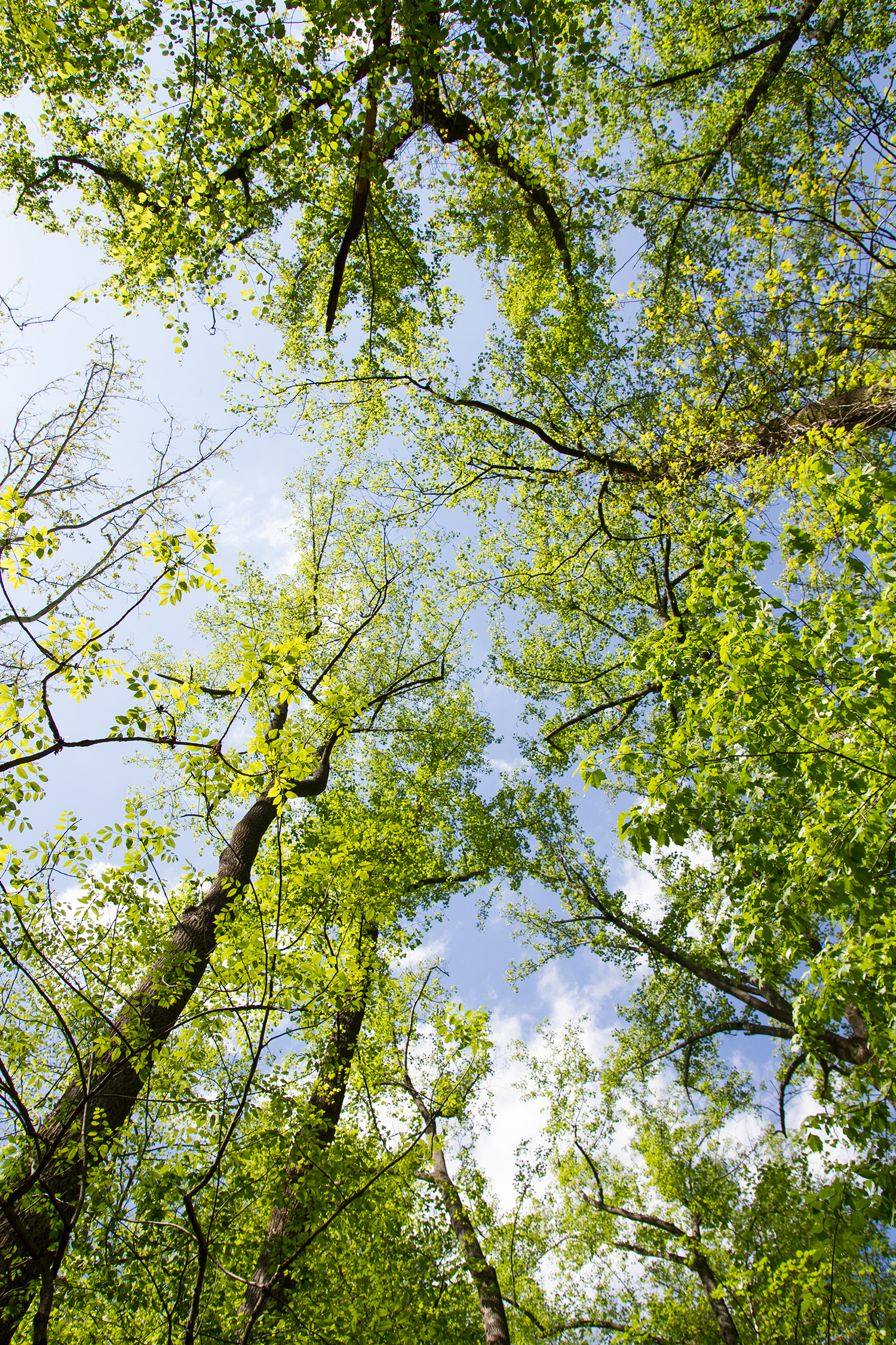 Trees of the Tuliptree Small-Stream Floodplain Forest