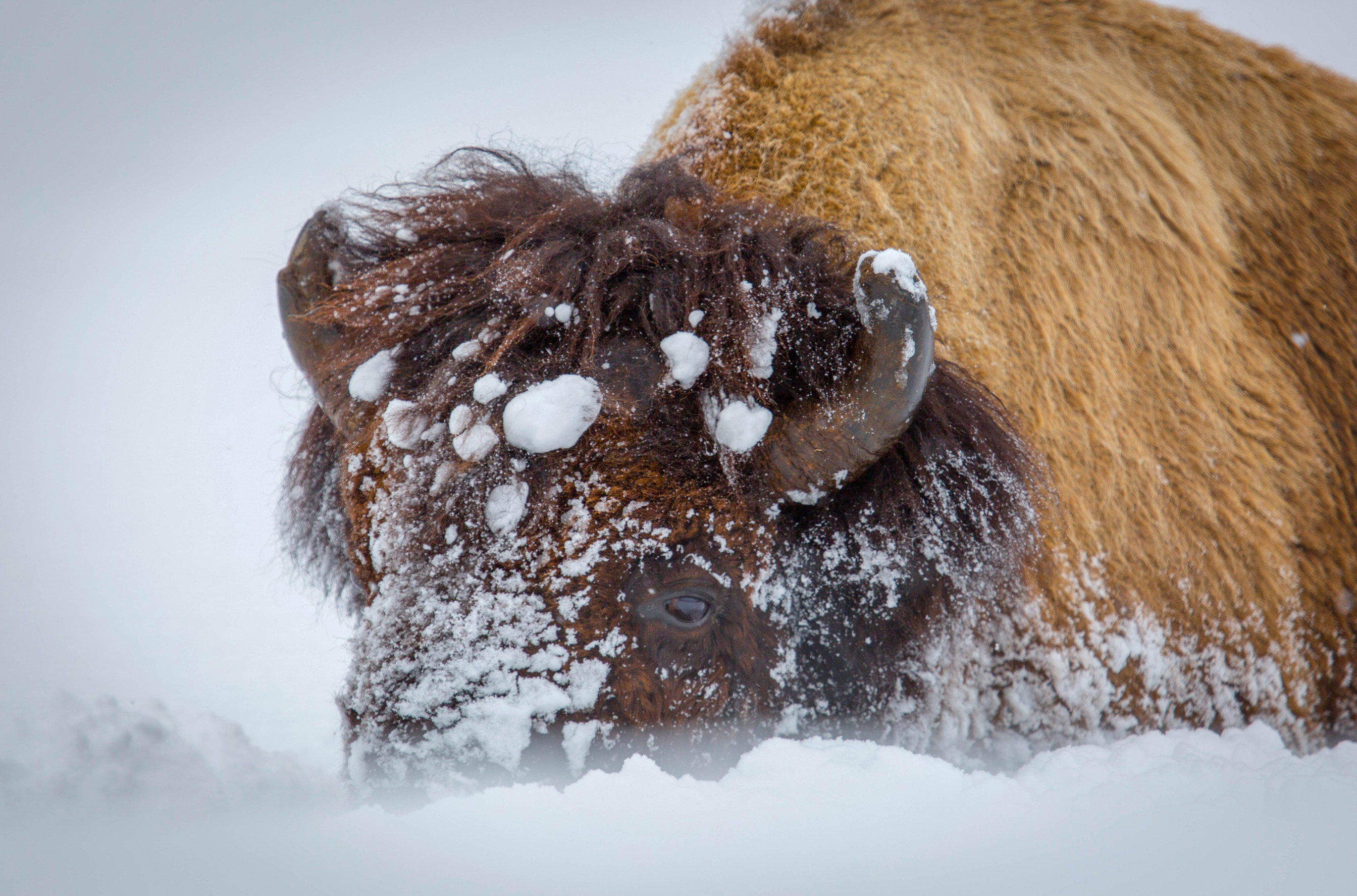 Bison has balls of snow frozen to hair on forehead.
