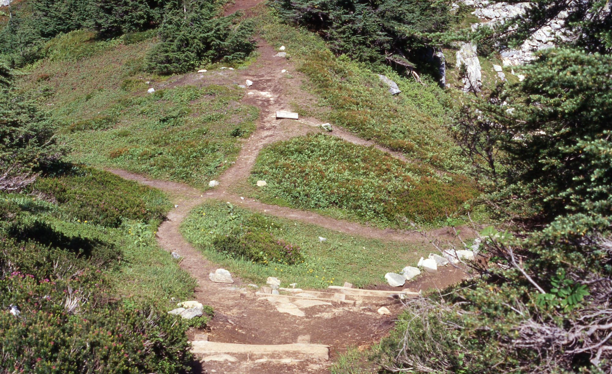 A main trail with stairs leading down into a patchy meadow of shrubs, wildflowers, and trees crossed with social trails.