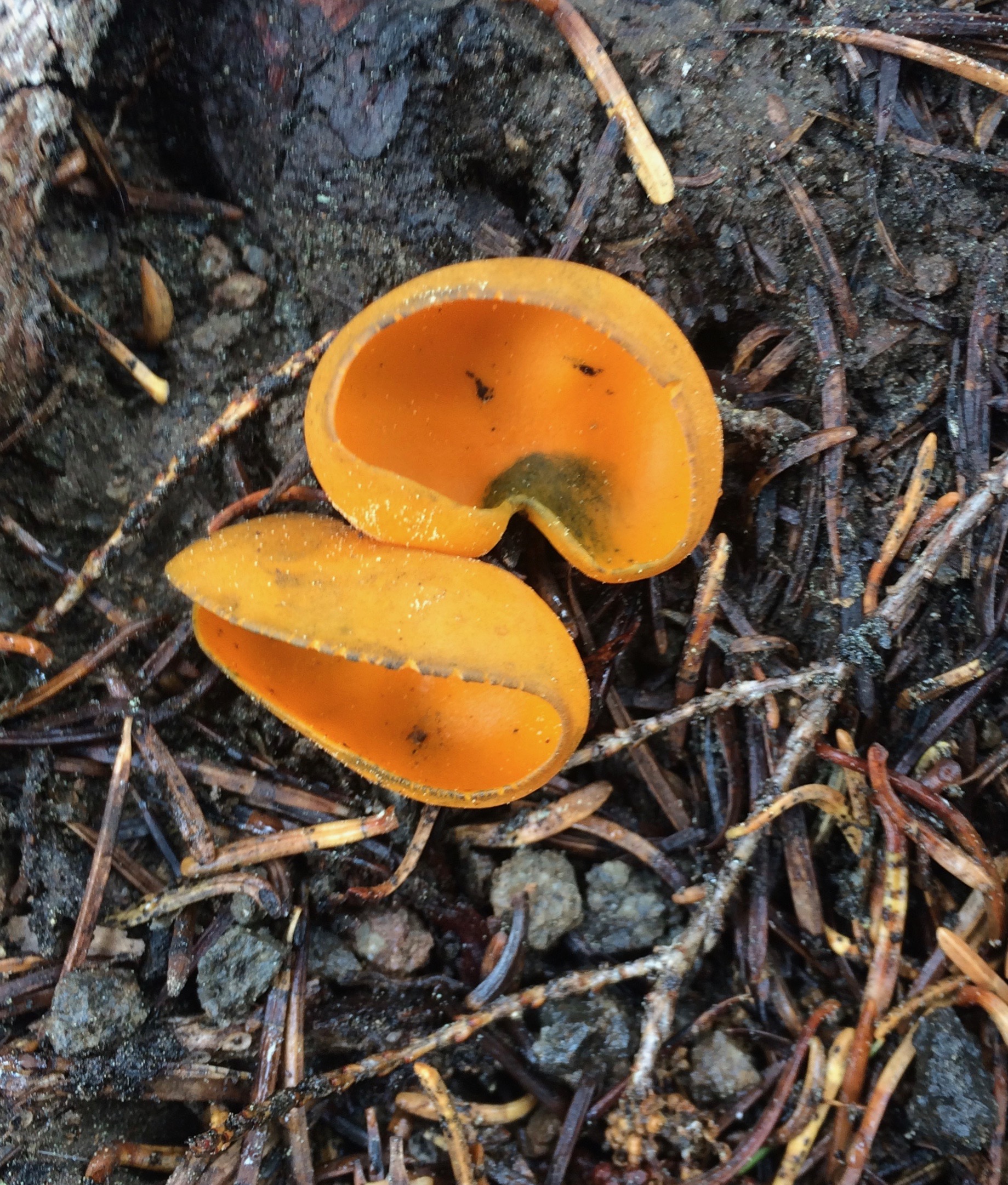 Orange Peel Fungus